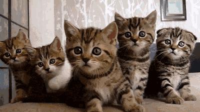 2058花乌鱼？新乡人再不补充胶原蛋白就要加入脱发大军啦！