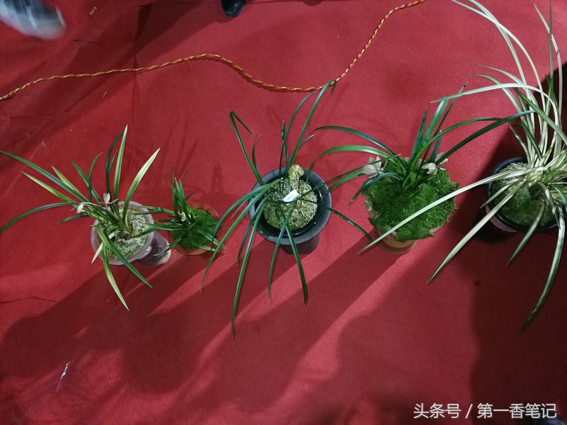 2018年昆明兰花展精品图片,云南兰花展作品欣赏