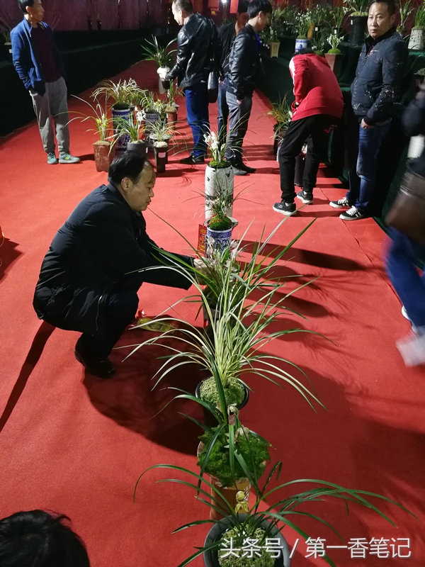 2020年云南兰花展获奖图片,2018年昆明兰花展精品图片