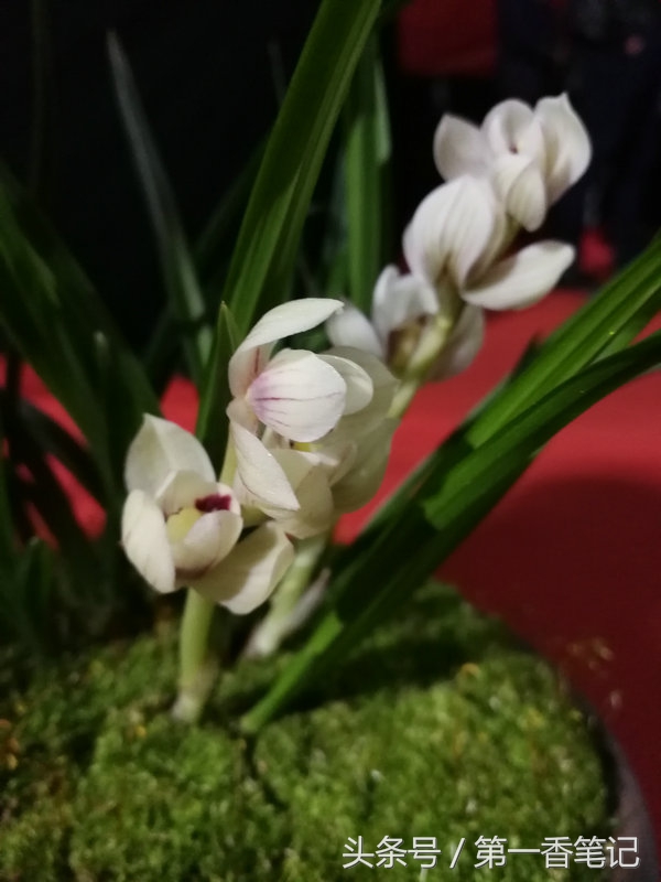 2020年云南兰花展获奖图片,2018年昆明兰花展精品图片