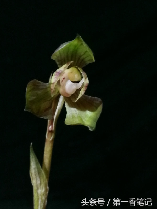 2020年云南兰花展获奖图片,2018年昆明兰花展精品图片