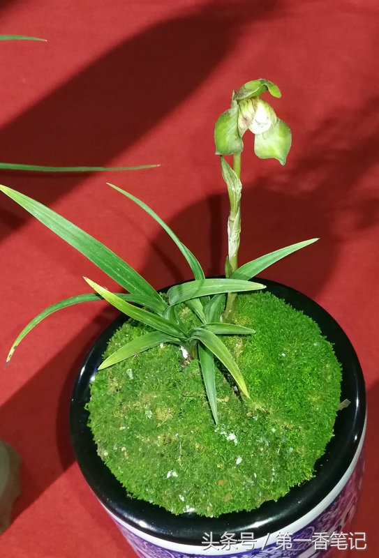 2018年昆明兰花展精品图片,云南兰花展作品欣赏