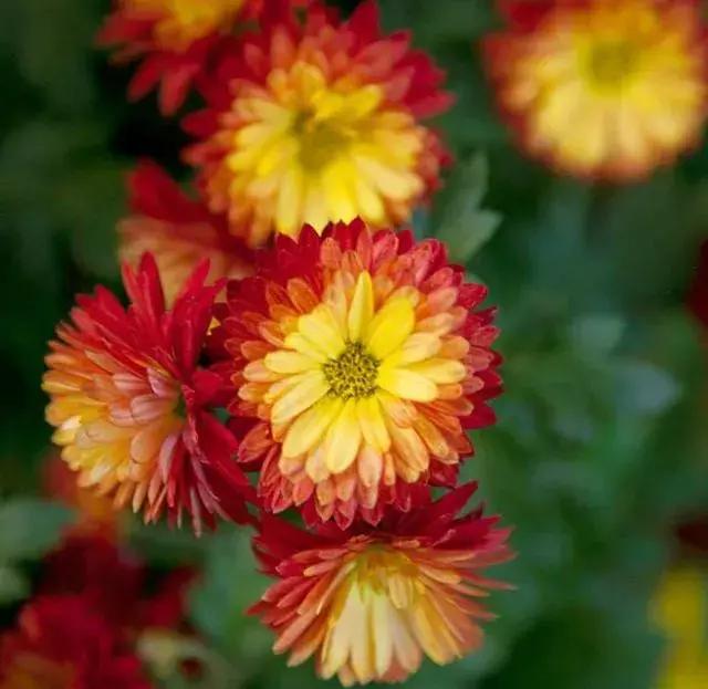 菊花宝典特性,菊花宝典又名桃花宝典