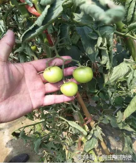 西红柿溃疡病这样防治，再得病别怨没和你说！