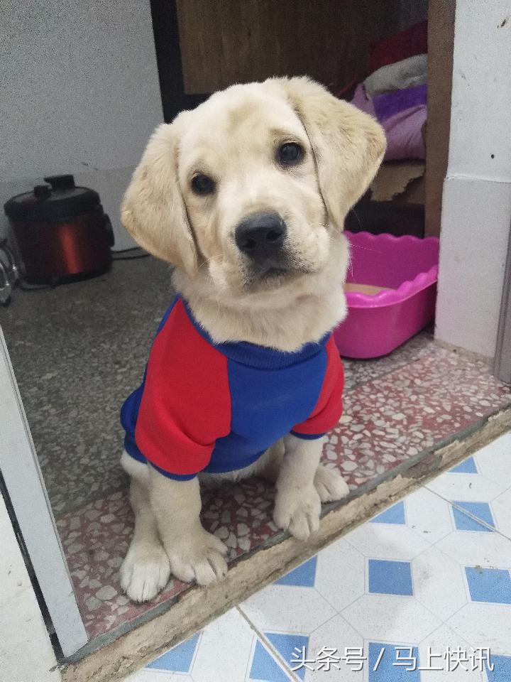 从网上买的金毛幼犬,网上买金毛犬视频