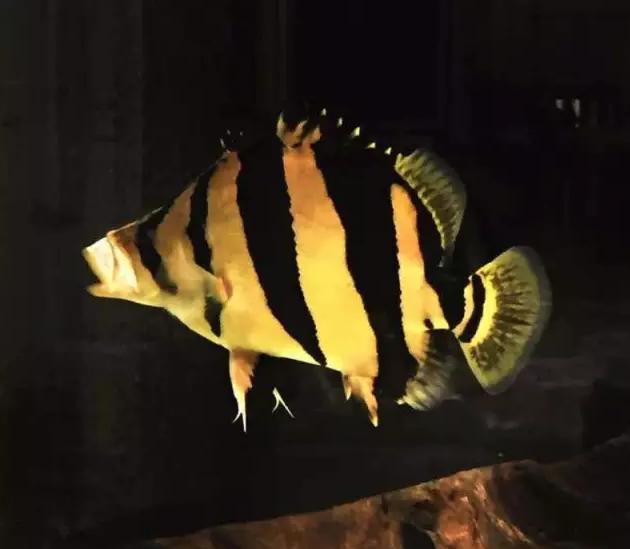 泰虎印尼虎和苏虎鱼哪个好看,泰虎印尼虎苏门答腊虎哪个好