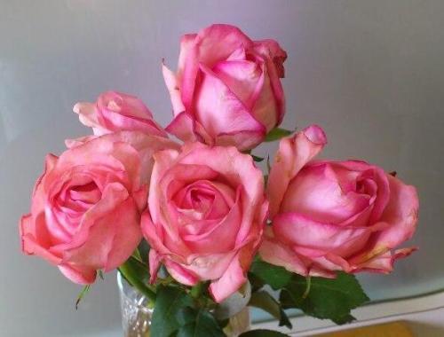 自己种的玫瑰花怎么没有花店的好,如何养花店买的玫瑰花