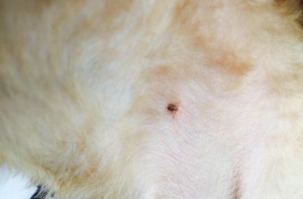 狗狗身上有虱子并有疙瘩怎么处理,狗狗身上有虱子的治疗方法