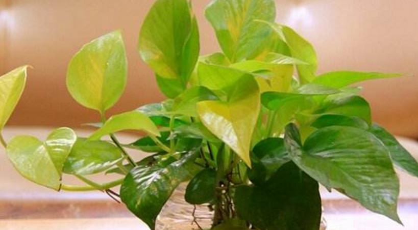 绿萝叶子发黄怎么养才能更旺盛,绿萝叶子发黄快速补救方法水养