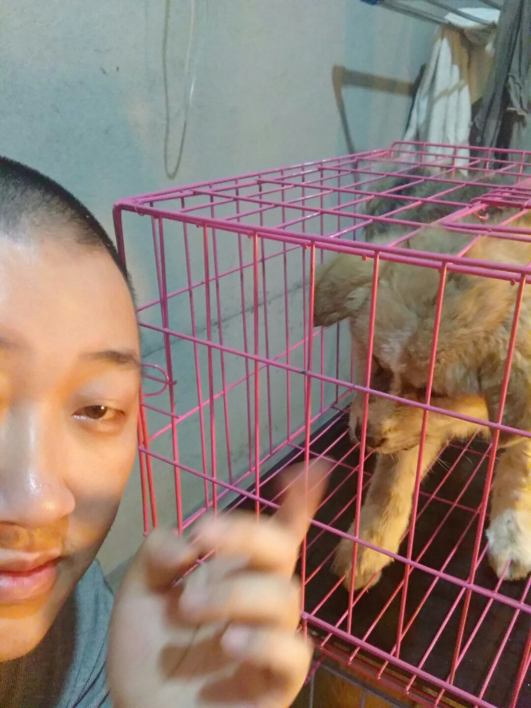 犬细小病毒治疗简单方法,犬细小病毒治疗后期康复
