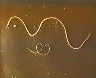 犬猫寄生虫科普,犬猫寄生虫如何预防