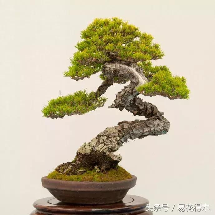 惊蛰适合播种哪些花木盆栽,惊蛰过后盆栽怎么养活好