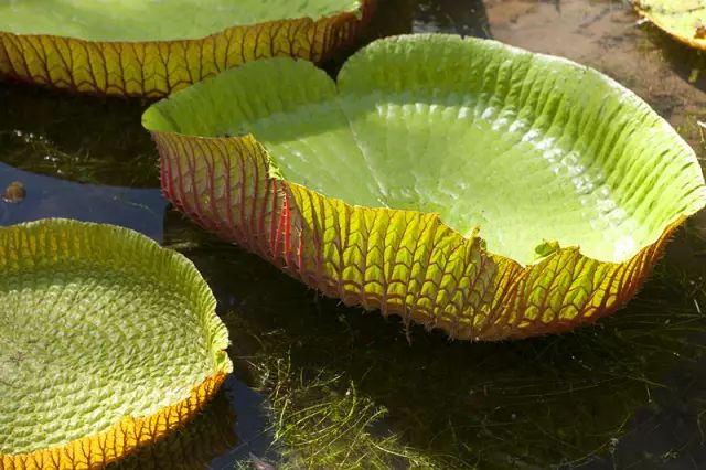 绝色天堂毛里求斯，你想要的干货攻略全在这里了！