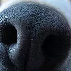 因为太爱狗鼻子，这帮老外搞了个“拜黑鼻头”神教！