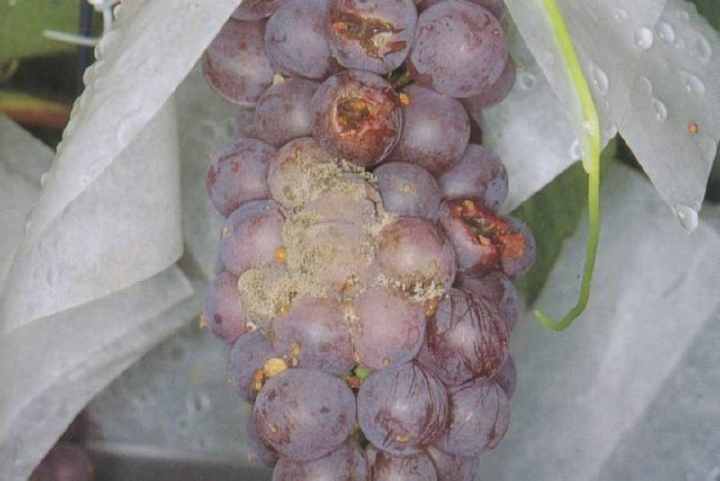 葡萄疫病用什么杀菌剂好,防治葡萄病害的优质杀菌剂