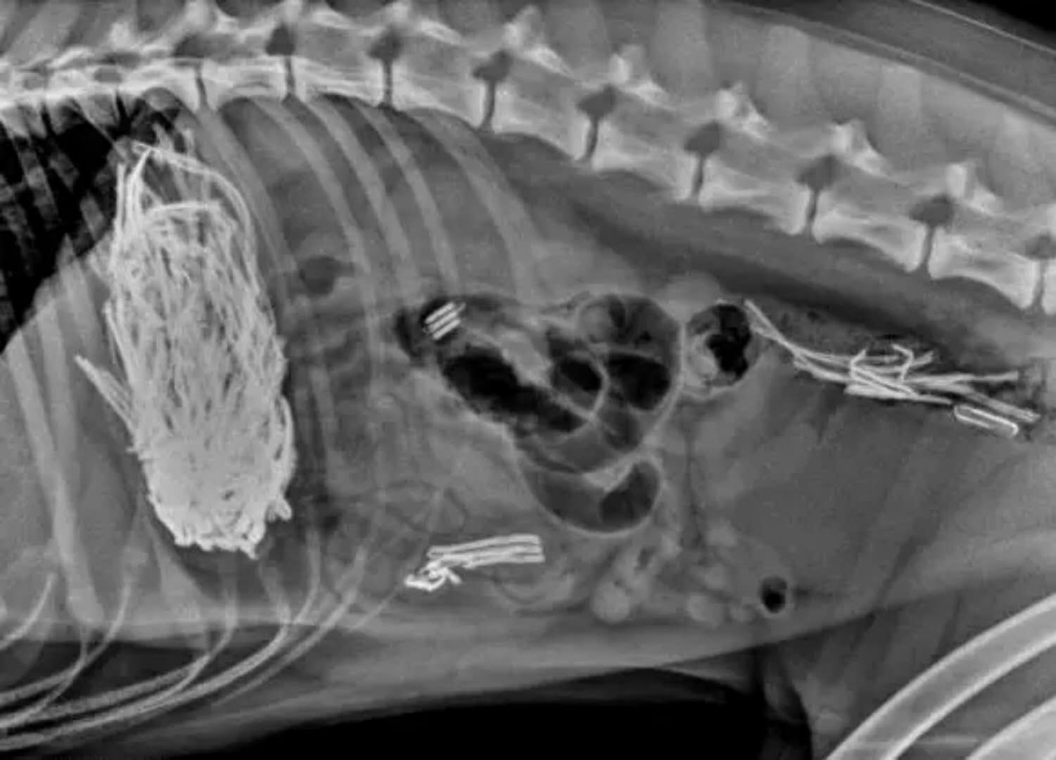 狗狗吞食异物做手术需要多少钱,狗狗不小心吞食了异物怎么办