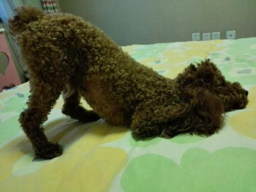 狗狗吞食异物做手术需要多少钱,狗狗不小心吞食了异物怎么办