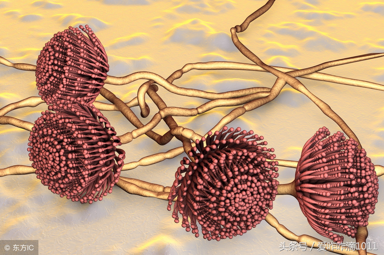 霉菌过敏起疙瘩,霉菌过敏昆虫过敏