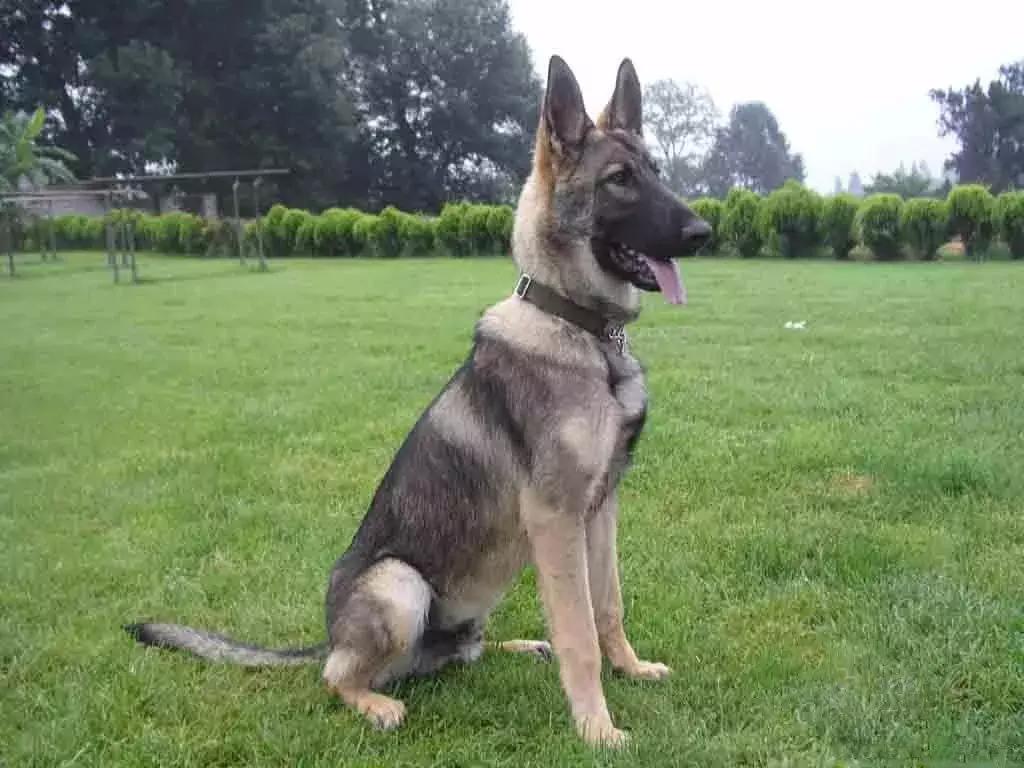 中国常见的体型较大的狗有哪些,国内十大常见狗