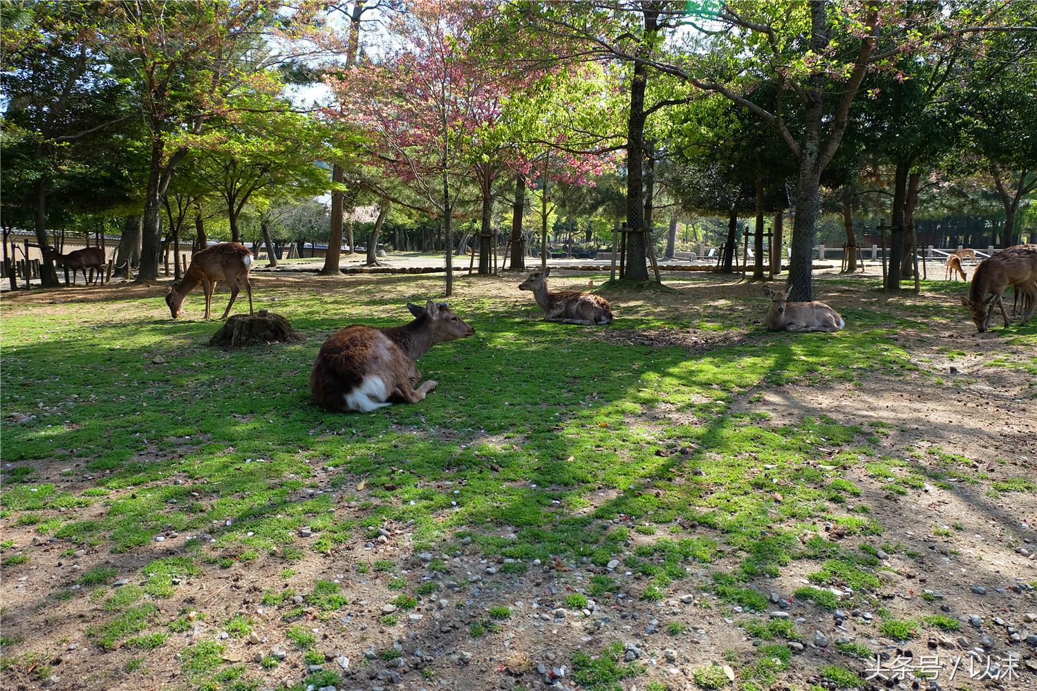 奈良公园喂小鹿视频,日本奈良公园喂小鹿