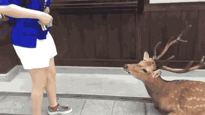 奈良公园喂小鹿视频,日本奈良公园喂小鹿