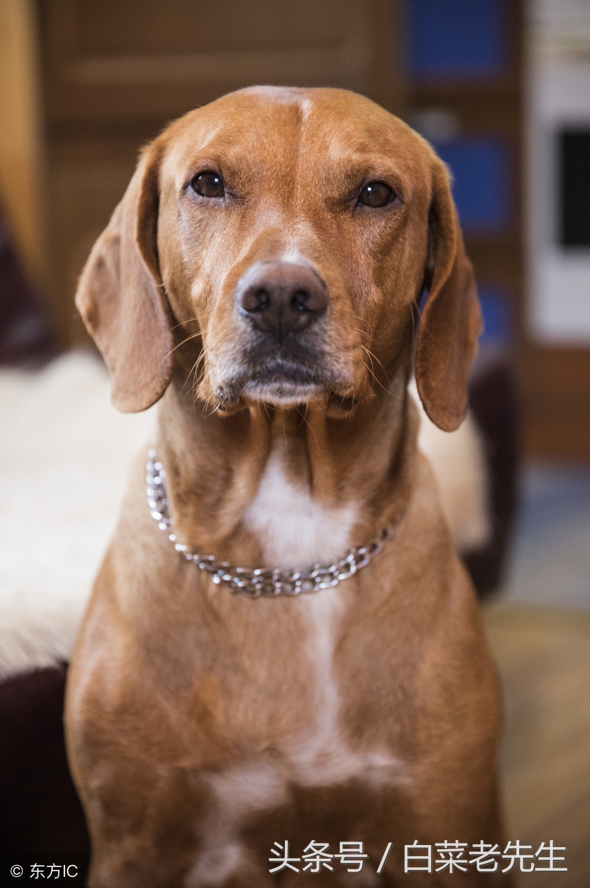 十二生肖之猴与鸡相配吗,十二生肖相配的姻缘表图