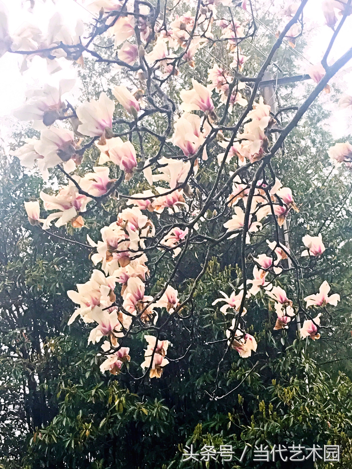 鸿运当头墨豪国画作品欣赏,墨豪国画作品百鸟图拍卖现场