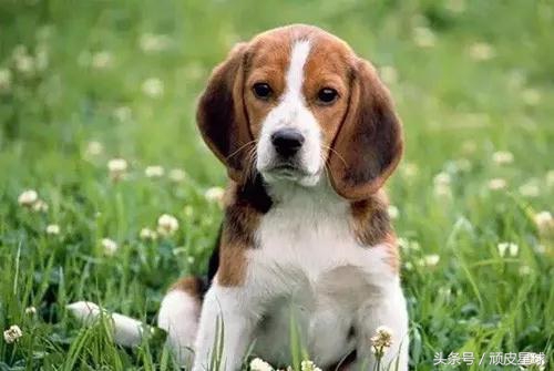 狗狗乱翻垃圾桶乱咬东西怎么办,狗狗为什么喜欢啃墙