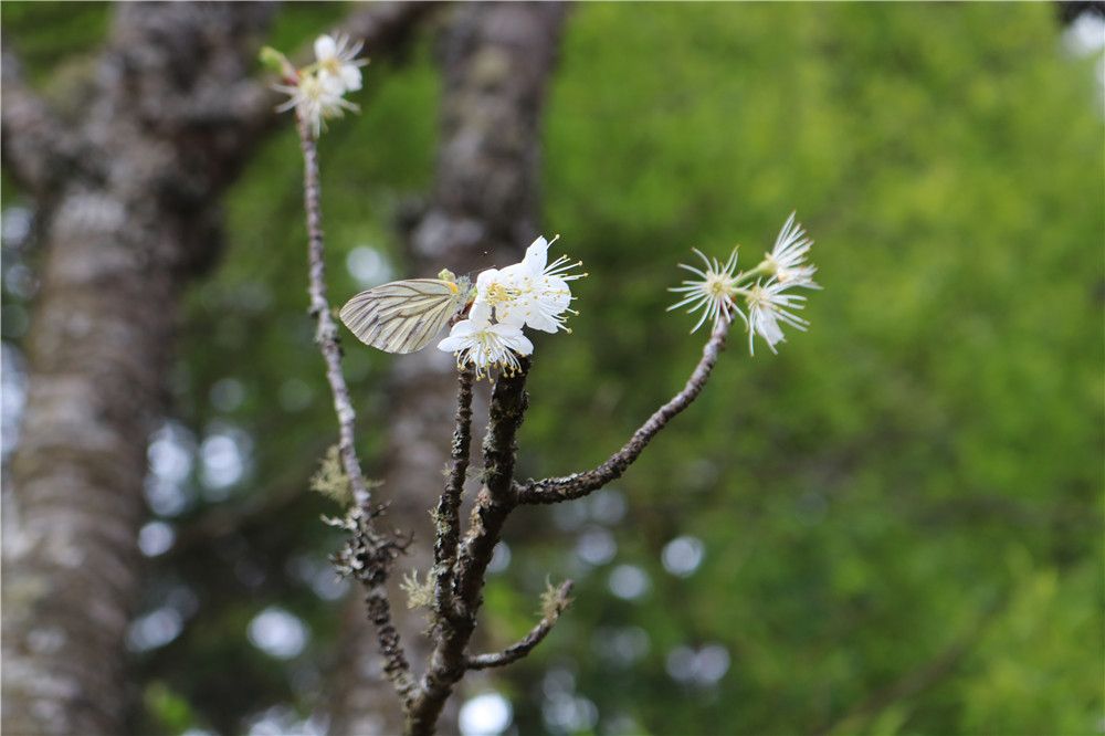 云南开满山茶花的地方是哪里,云南开满山茶花的老房子