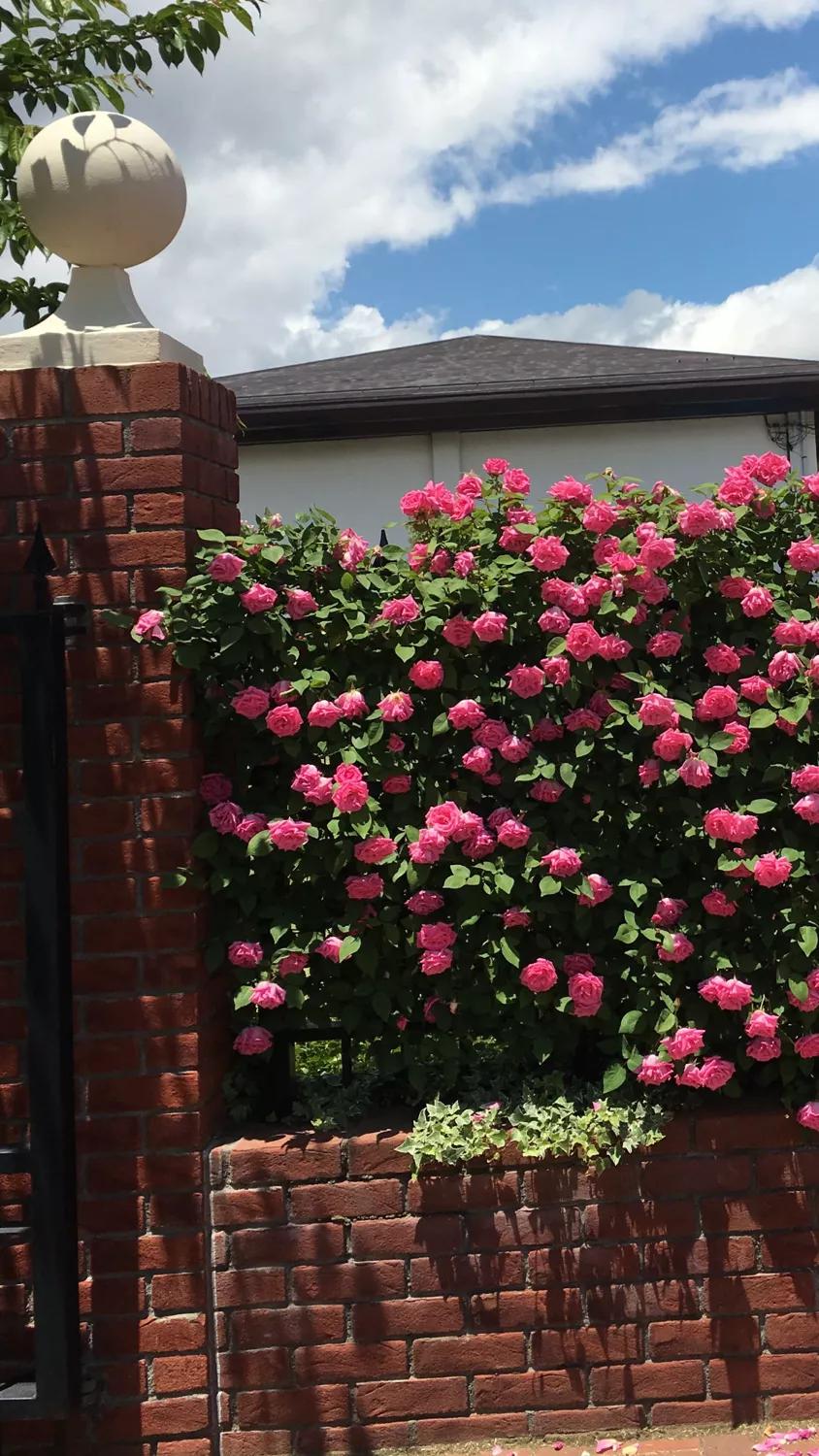 老家庭院种植的植物,庭院凉亭种植什么植物