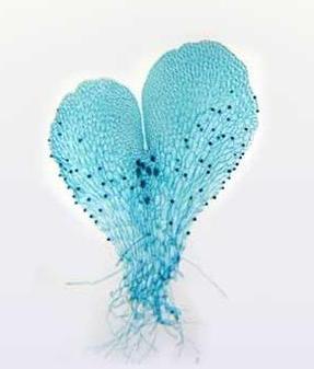 恐龙学名为什么用拉丁语,恐龙的种类名称带拼音