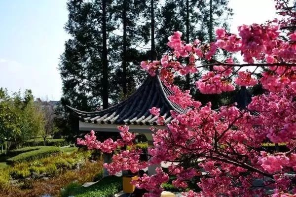 最美樱花季，国内外赏樱攻略在此！好看，好吃，好买！