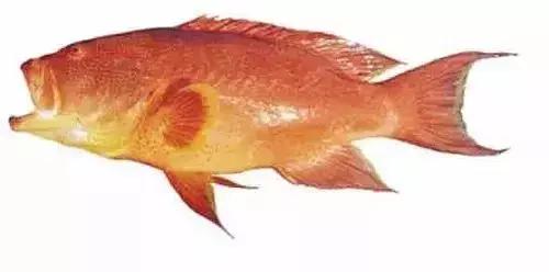 常见的大型海鲜鱼类有哪些,名贵海鲜鱼类大全