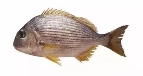 常见的大型海鲜鱼类有哪些,名贵海鲜鱼类大全