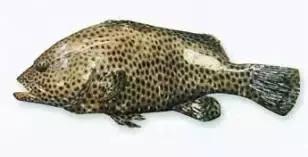 常见的大型海鲜鱼类有哪些,名贵海鲜鱼类大全