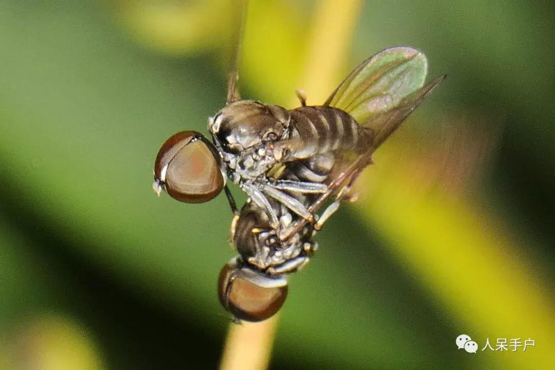 苍蝇的奇葩动作,奇葩宠物苍蝇