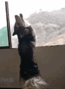 哈士奇听到会狼嚎的声音,哈士奇每天早上准时叫