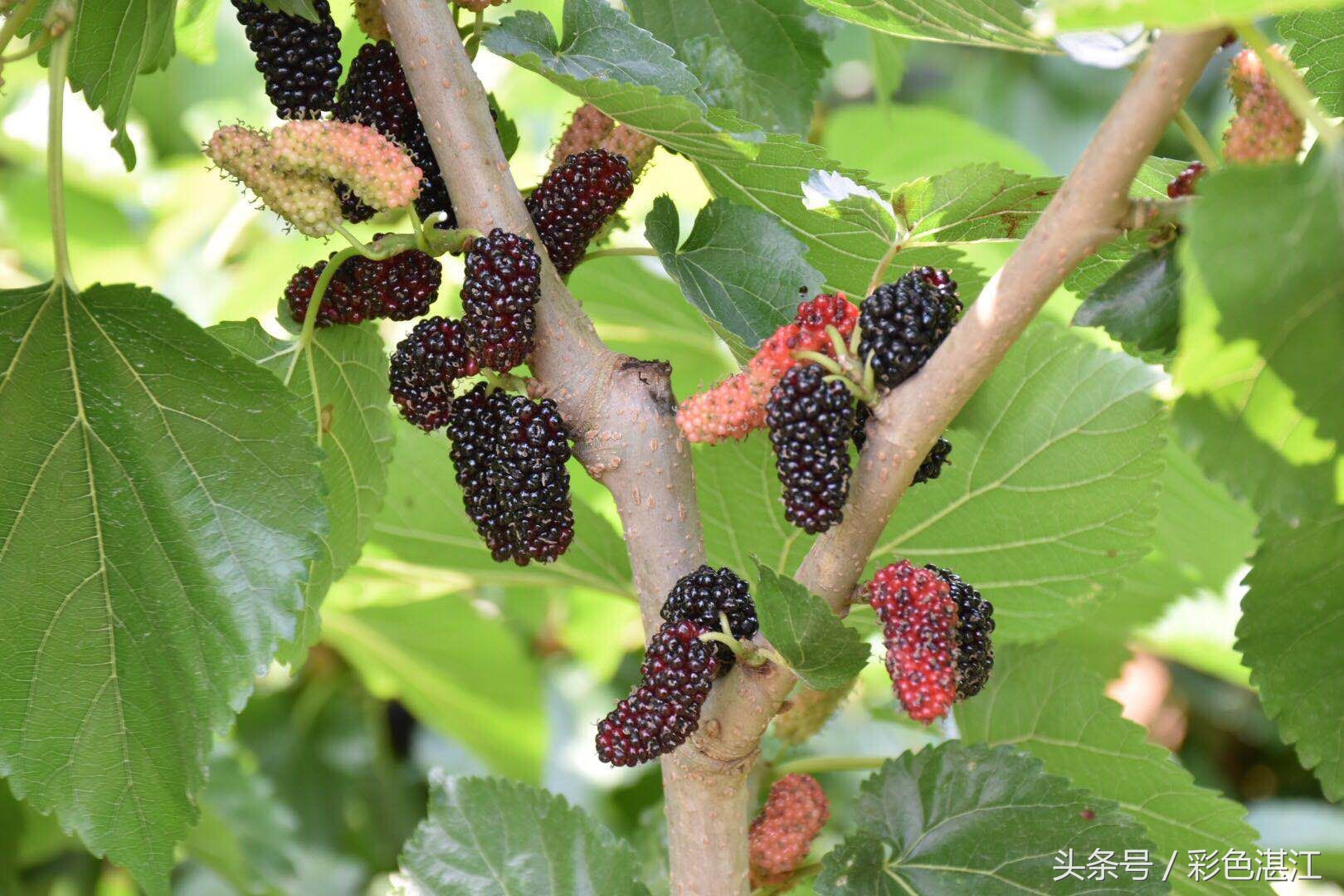 乌石天成台风景,乌石天成台海滩