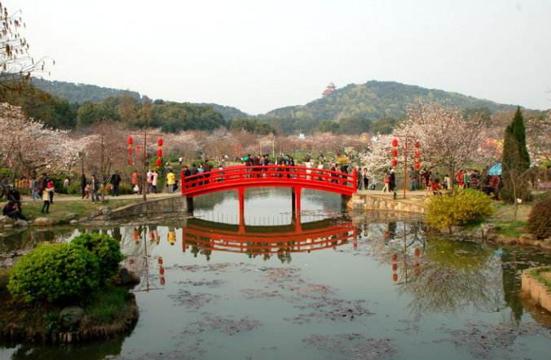 属于中国的世界樱花之都，1万多株樱花藏在这里，完全不比日本差
