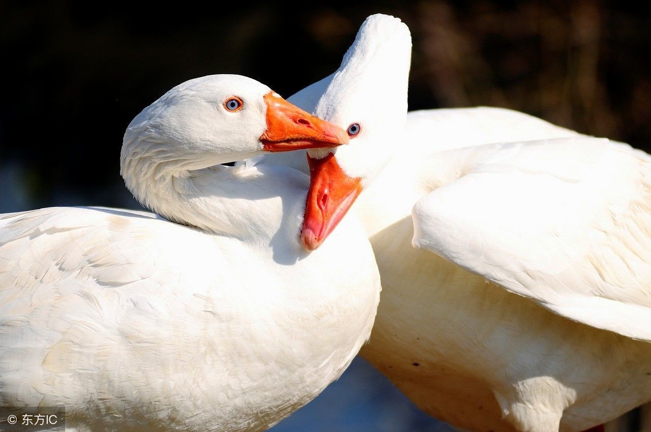 鹅人工配种技术,种鹅人工配种技术