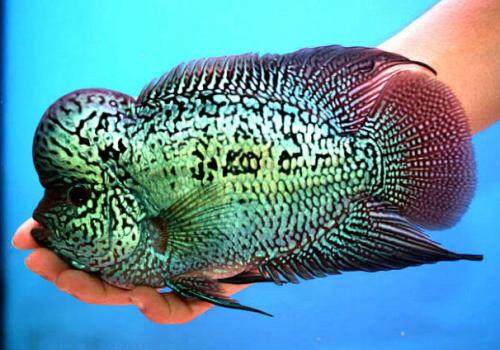 罗汉鱼常见病及治疗方法,罗汉鱼病防治
