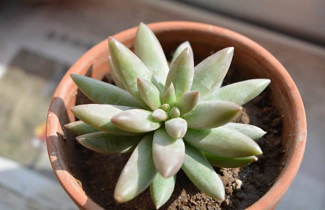 千佛手掉叶子及时脱土能救活吗,千佛手大量掉叶子怎么回事