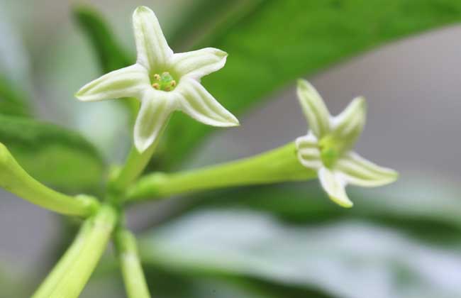 夜来香叶子枯黄怎么办,夜来香叶发黄怎样处理