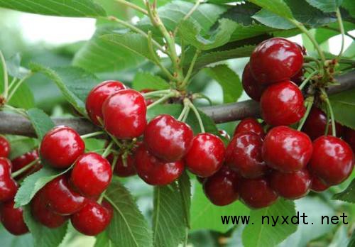 樱桃大棚升温后温度管理,大棚樱桃种植技术大全