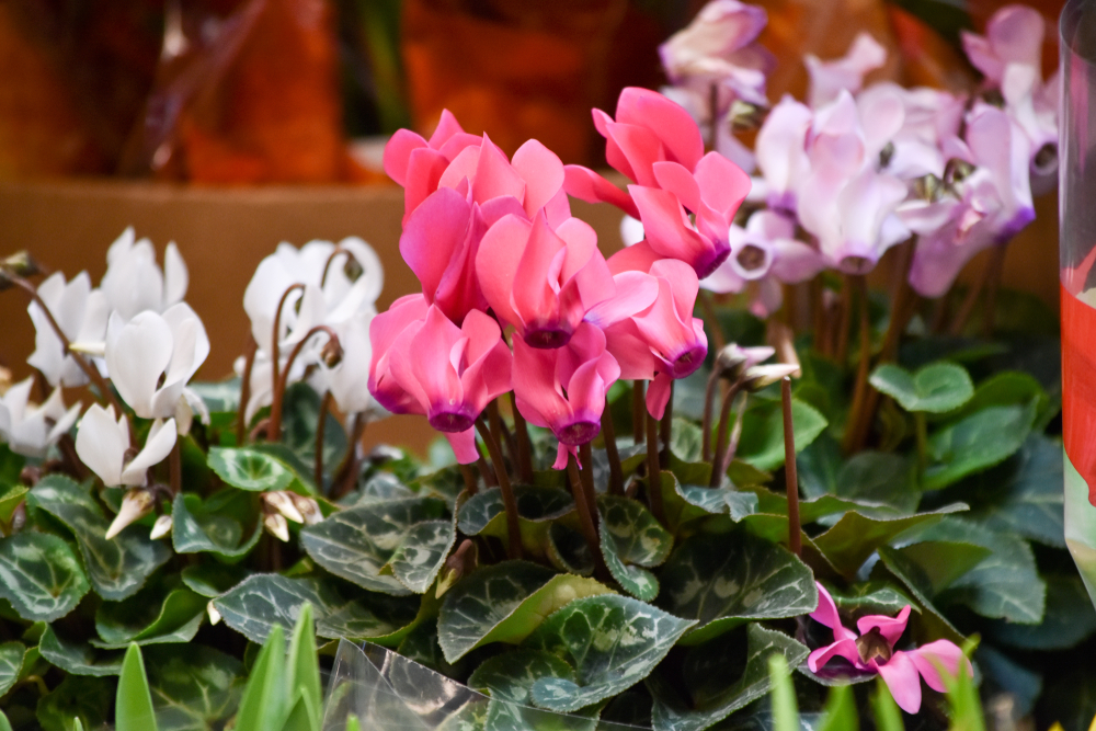 旅行多伦多春天赏花风景 (世界十大赏花地方)