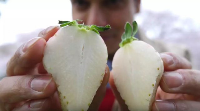 陈冠希吃的苹果,陈冠希吃的白草莓什么品种
