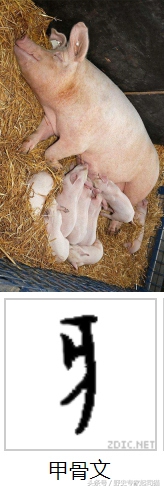 十二生肖为什么老鼠排在第一,老鼠为啥是十二生肖之首