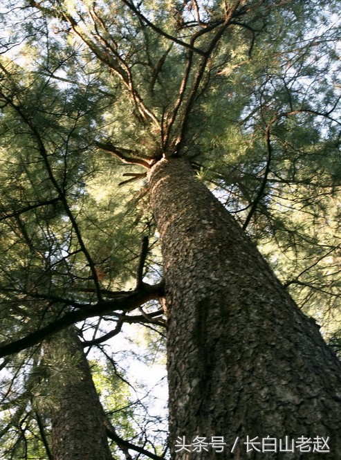 东北长白山野生红松子,东北长白山森林榛子