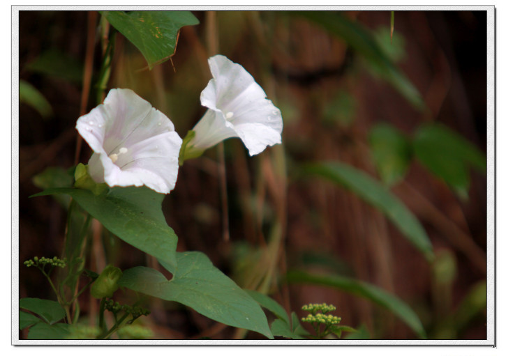 龙泉市好吃美食,丽水市龙泉市特色美食