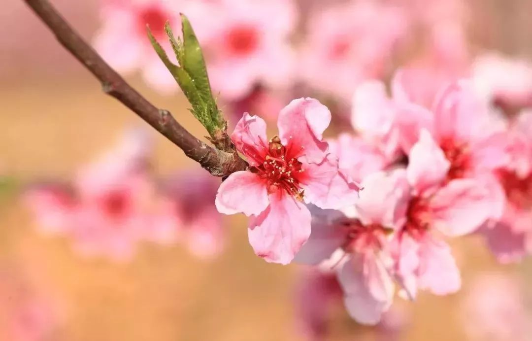 美爆了！下周起，全苏州人都将涌入这片花海...（内附白马涧中奖名单）